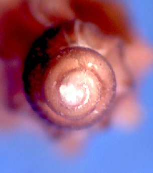 Mangelia tenuicostata?